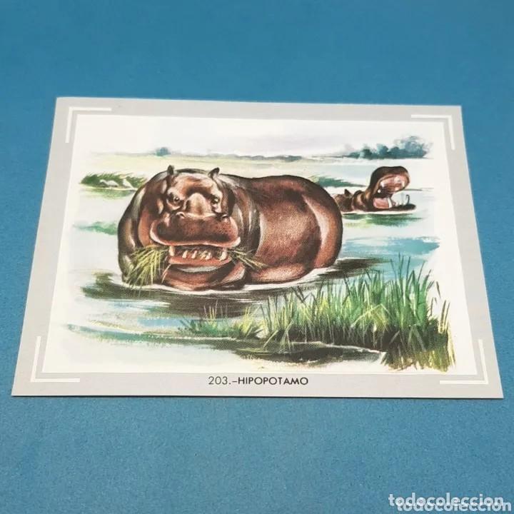 Coleccionismo Cromos antiguos: Cromo n.203 vida y color (1) 1965 - sin pegar