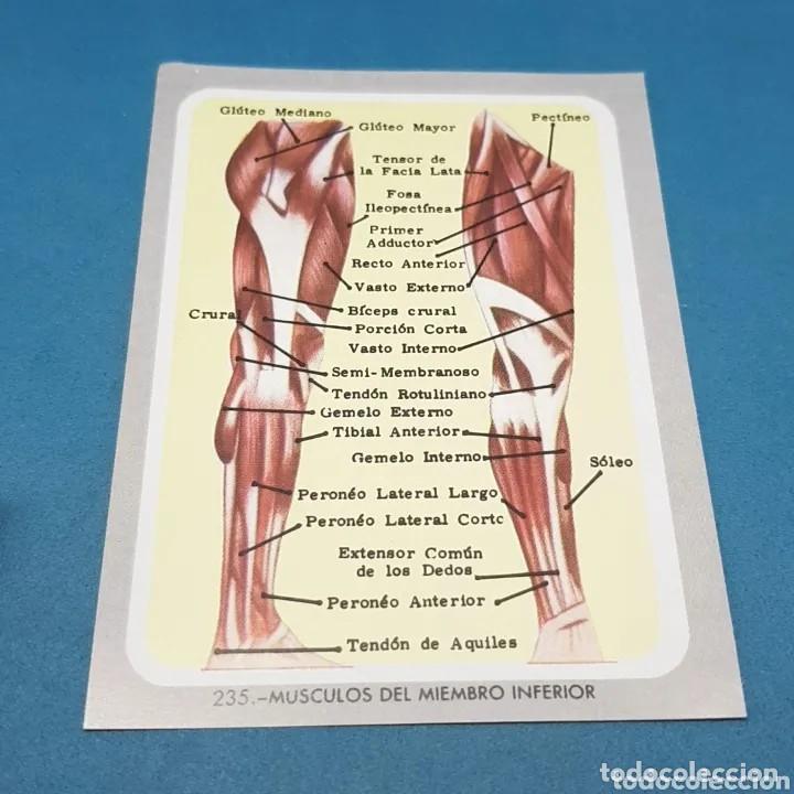 Coleccionismo Cromos antiguos: Cromo n.235 vida y color (1) 1965 - sin pegar