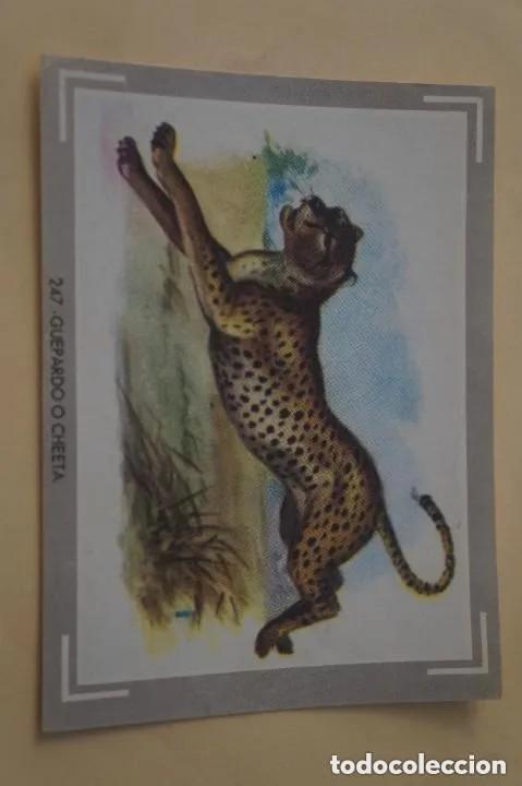 Collectable Antique Stickers: Cromo n.247 vida y color (1) 1965 - sin pegar