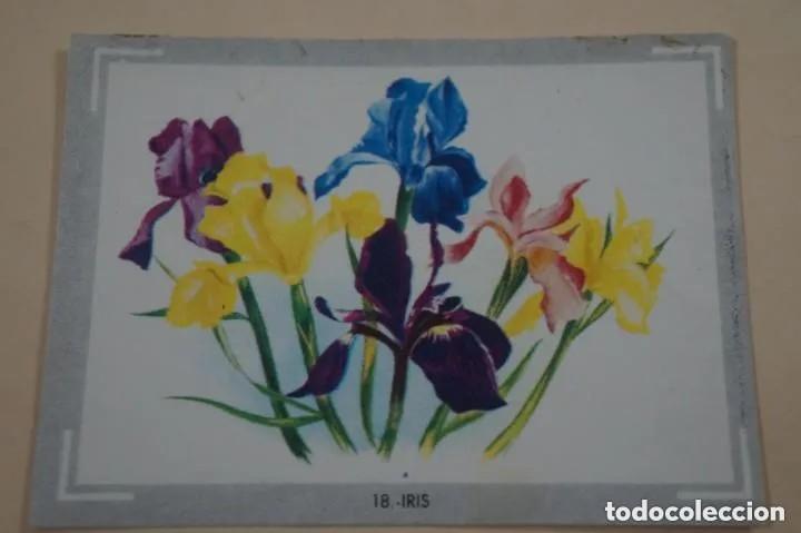 Coleccionismo Cromos antiguos: Cromo n.18 vida y color (1) 1965 - sin pegar