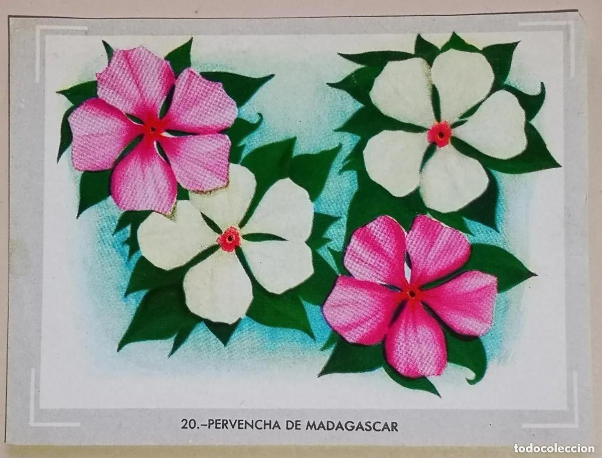 Coleccionismo Cromos antiguos: Cromo n.20 vida y color (1) 1965 - sin pegar