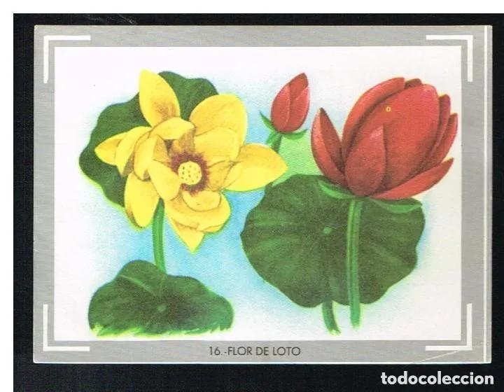 Coleccionismo Cromos antiguos: Cromo n.16 vida y color (1) 1965 - sin pegar