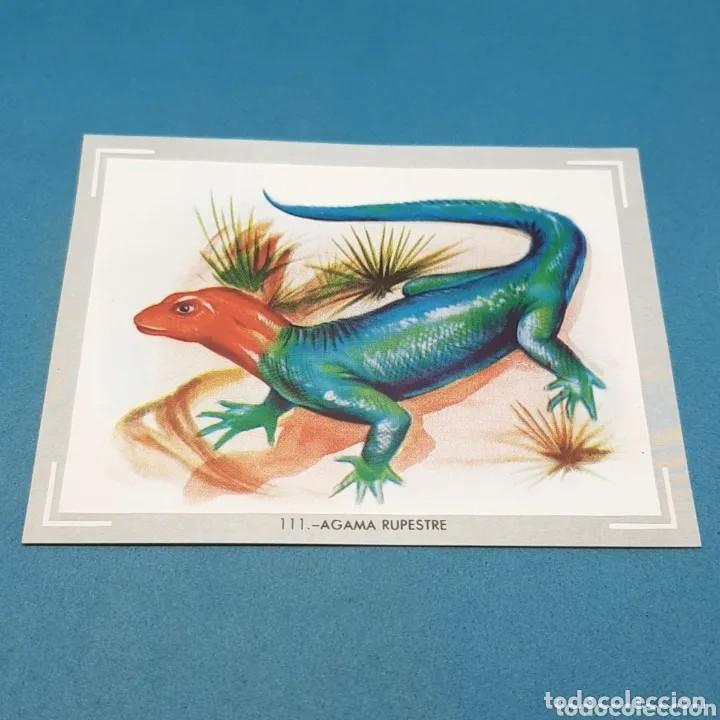Coleccionismo Cromos antiguos: Cromo n.111 vida y color (1) 1965 - sin pegar
