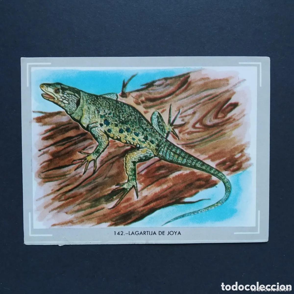 Collectable Antique Stickers: Cromo n.142 vida y color (1) 1965 - sin pegar