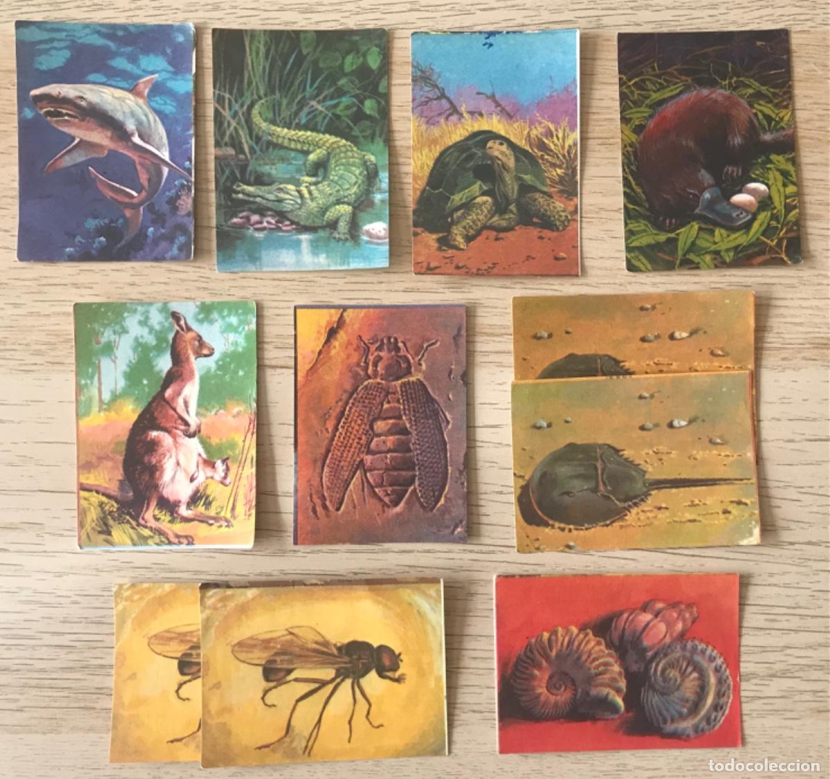 Collezionismo Figurine antiche: 11 Cromos BIMBO - VIDAS PREHIST&Oacute;RICAS - ALBUM LIBRO ADIVINANZAS 2 - Hay repetidos, leer descri