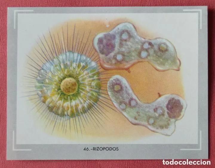 Coleccionismo Cromos antiguos: Cromo n.46 vida y color (1) 1965 - sin pegar