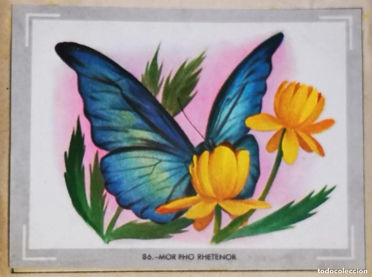 Coleccionismo Cromos antiguos: Cromo n.86 vida y color (1) 1965 - sin pegar