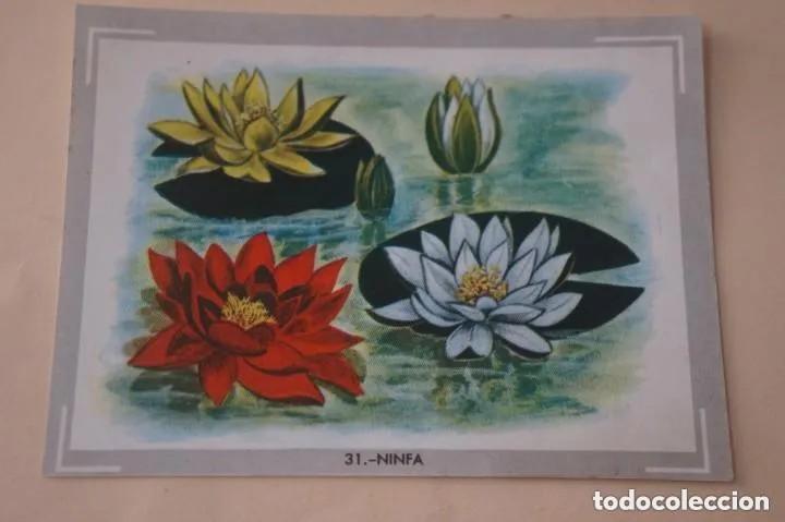 Collectable Antique Stickers: Cromo n.31 vida y color (1) 1965 - sin pegar