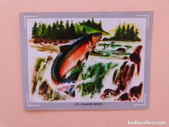 Colecionismo Cromos antigos: Cromo n.110 vida y color (1) 1965 - sin pegar
