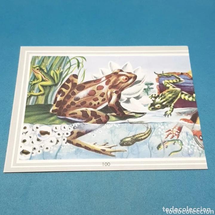 Colecionismo Cromos antigos: Cromo n.100 vida y color (1) 1965 - sin pegar