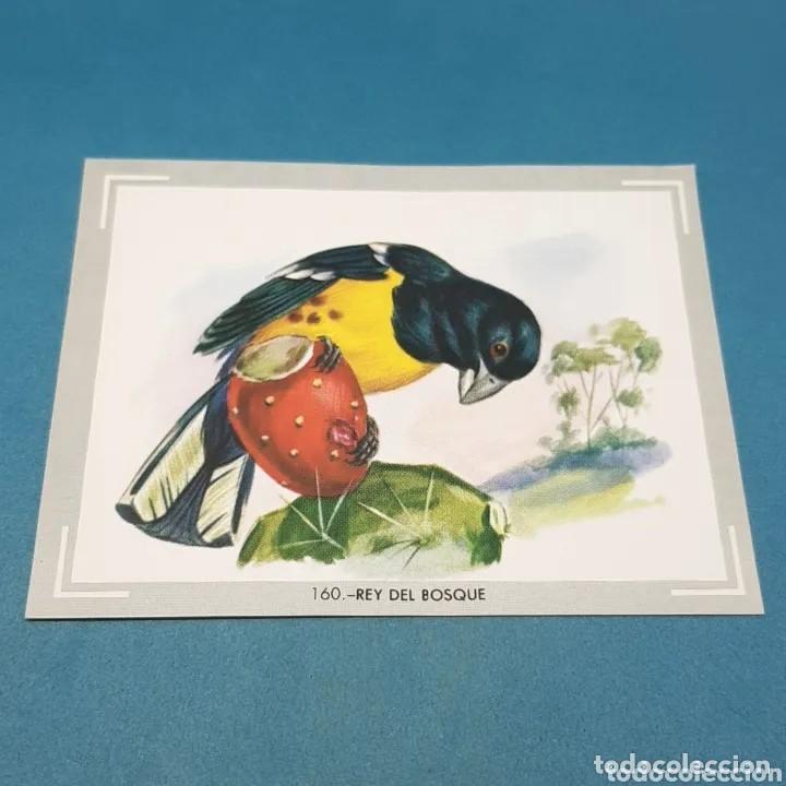 Sammeln alte Sammelbilder: Cromo n.160 vida y color (1) 1965 - sin pegar