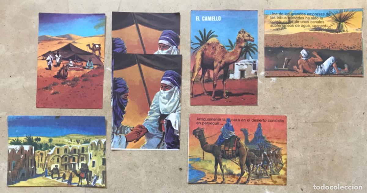 Sammeln alte Sammelbilder: 7 Cromos BIMBO - LOS N&Oacute;MADAS DEL DESIERTO - ALBUM LIBRO ADIVINANZAS 2 - Hay repetidos, leer descri