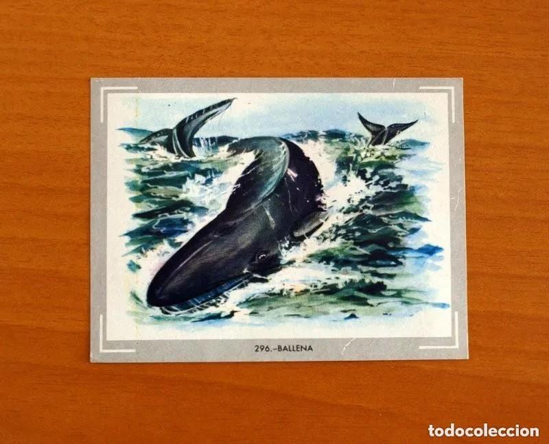 Coleccionismo Cromos antiguos: Cromo n.296 vida y color (1) 1965 - sin pegar