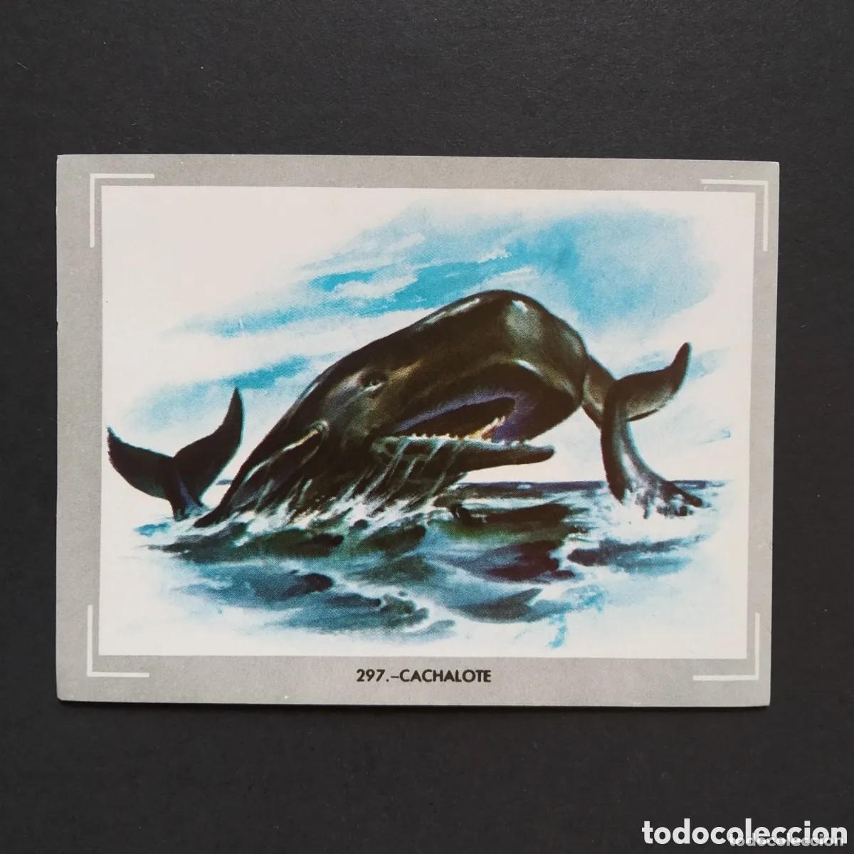 Collectable Antique Stickers: Cromo n.297 vida y color (1) 1965 - sin pegar