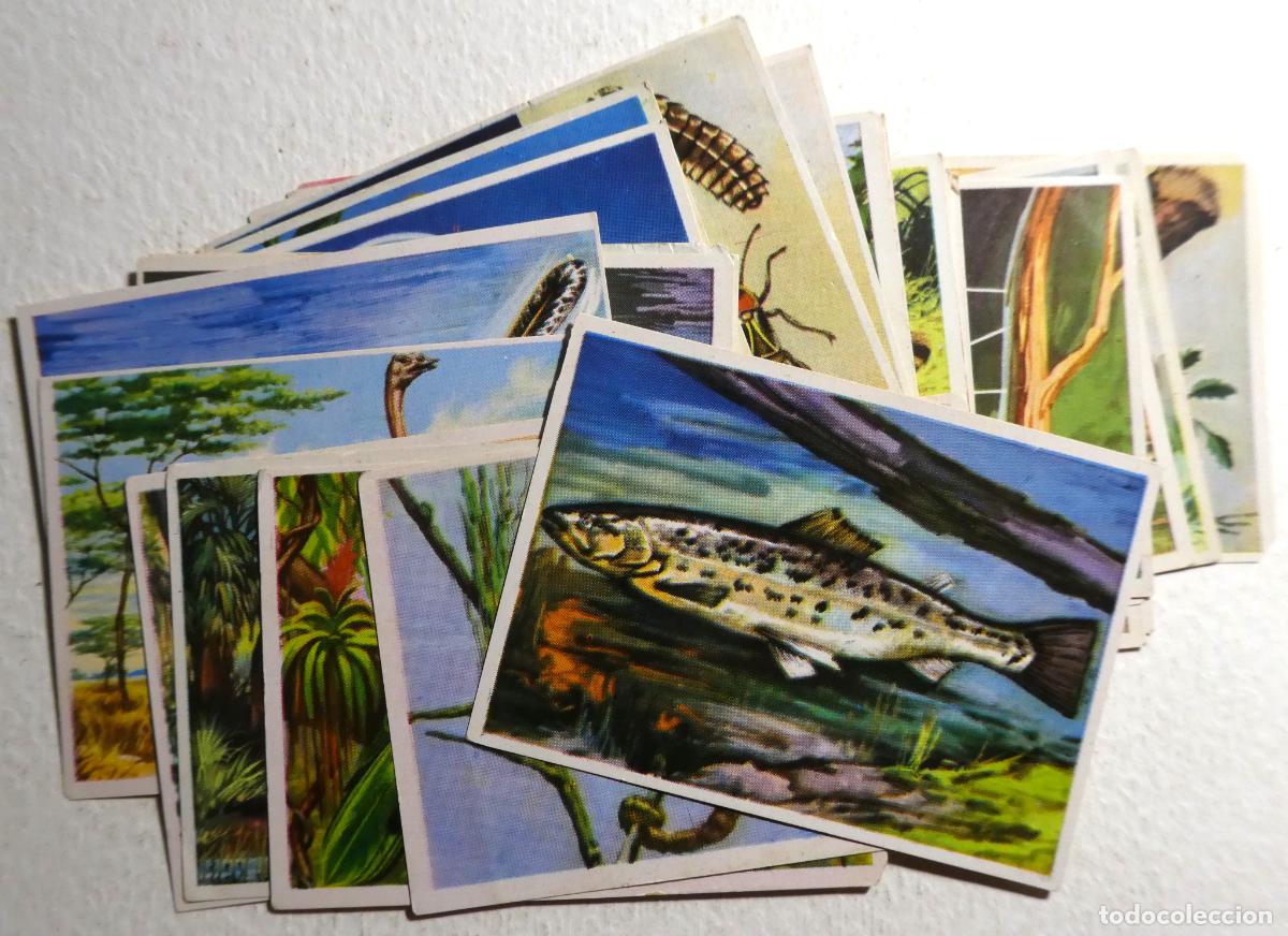 Coleccionismo Cromos antiguos: Lote de 31 cromos de HISTORIA NATURAL. BRUGUERA, 1967 , sin pegar con lista de n&uacute;meros