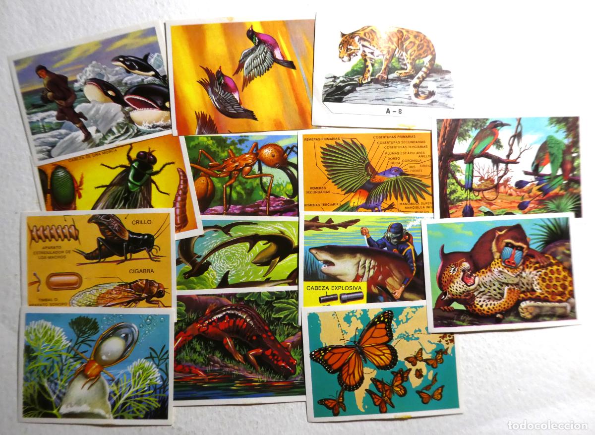 Collectable Antique Stickers: Lote de 14 cromos de Panorama Zool&oacute;gico , sin pegar
