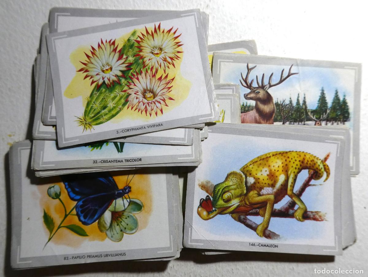 Collezionismo Figurine antiche: LOTE DE 133 CROMOS ALBUM VIDA Y COLOR. COMICROMO, con lista de n&uacute;meros