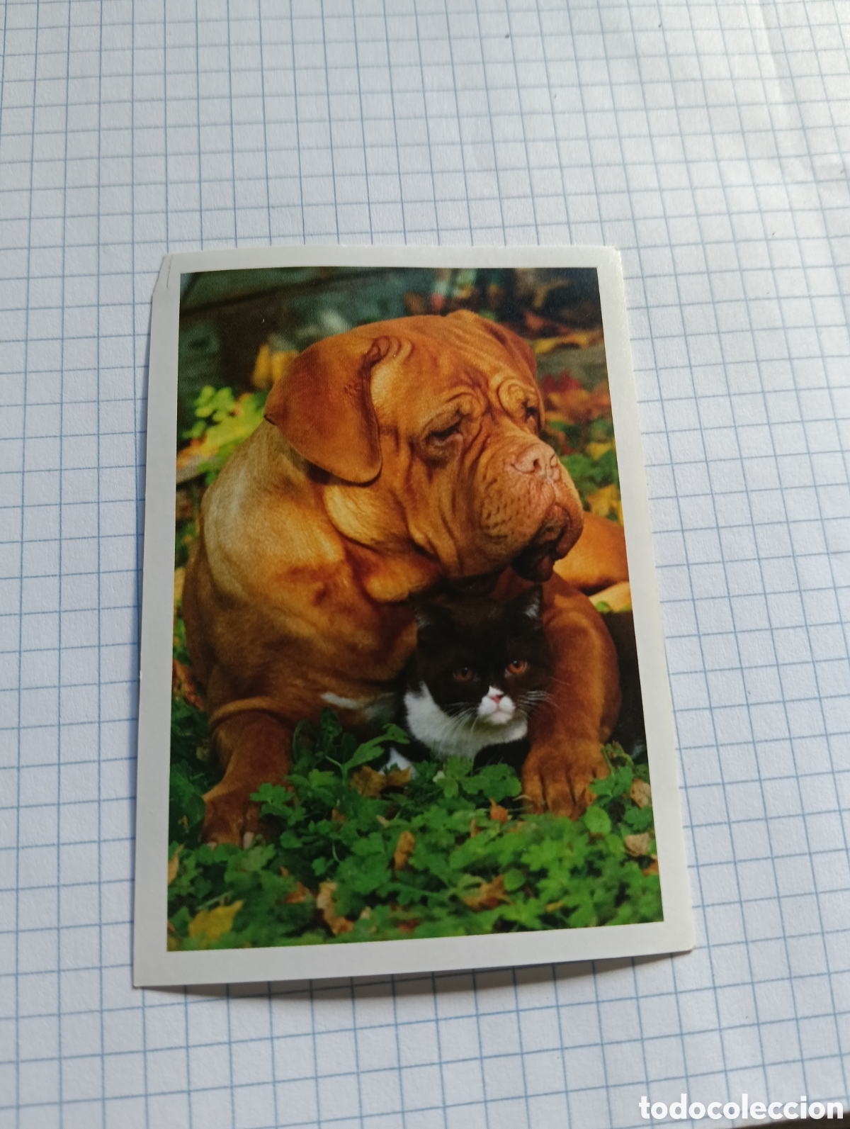 Coleccionismo Cromos antiguos: Cromo Tus mejores amigos Perros y gatos N&deg;142 2013