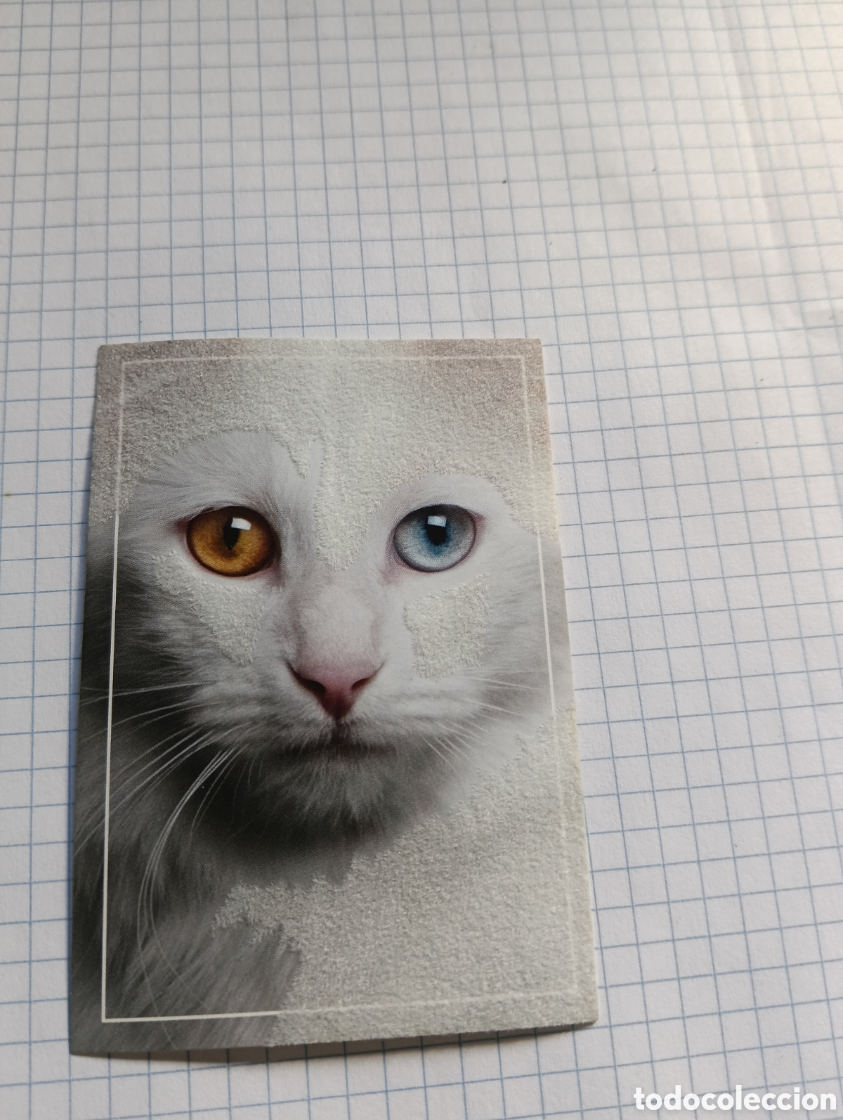 Coleccionismo Cromos antiguos: Cromo Tus mejores amigos Perros y gatos N&deg;97 2013