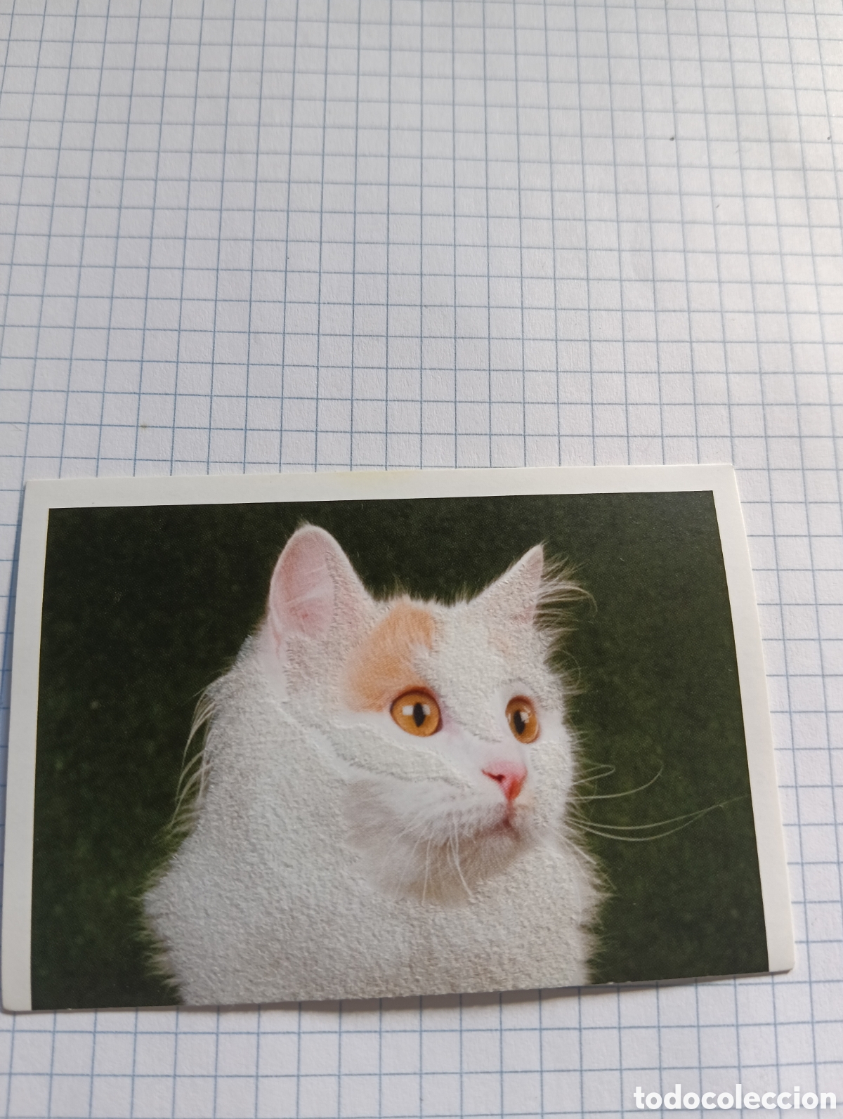 Coleccionismo Cromos antiguos: Cromo Tus mejores amigos Perros y gatos N&deg;88 2013