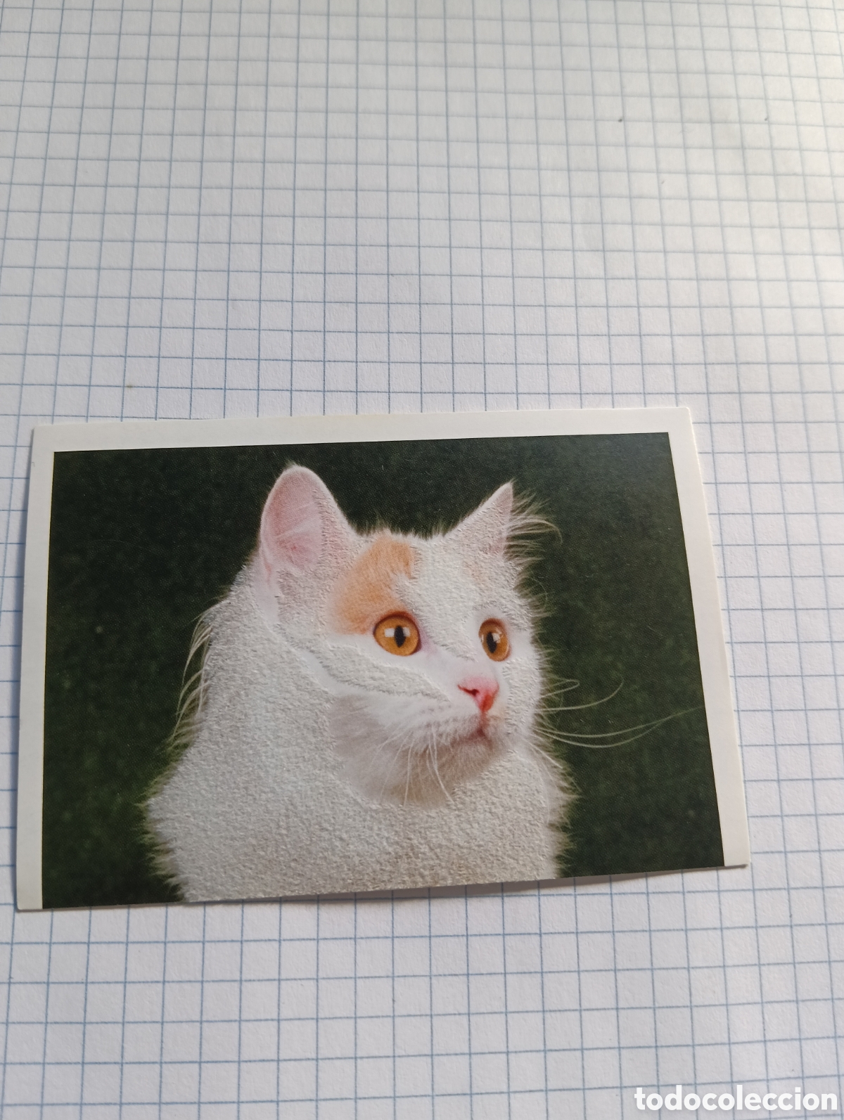 Coleccionismo Cromos antiguos: Cromo Tus mejores amigos Perros y gatos N&deg;88 2013