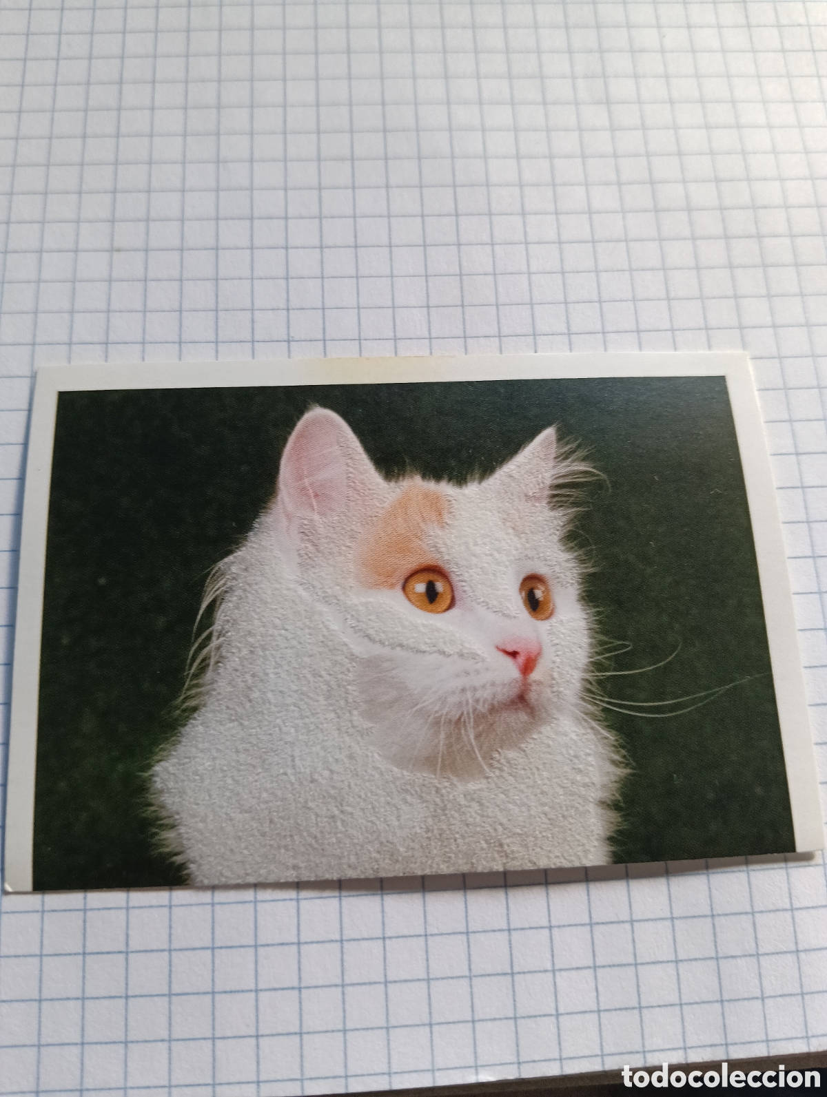 Coleccionismo Cromos antiguos: Cromo Tus mejores amigos Perros y gatos N&deg;88 2013
