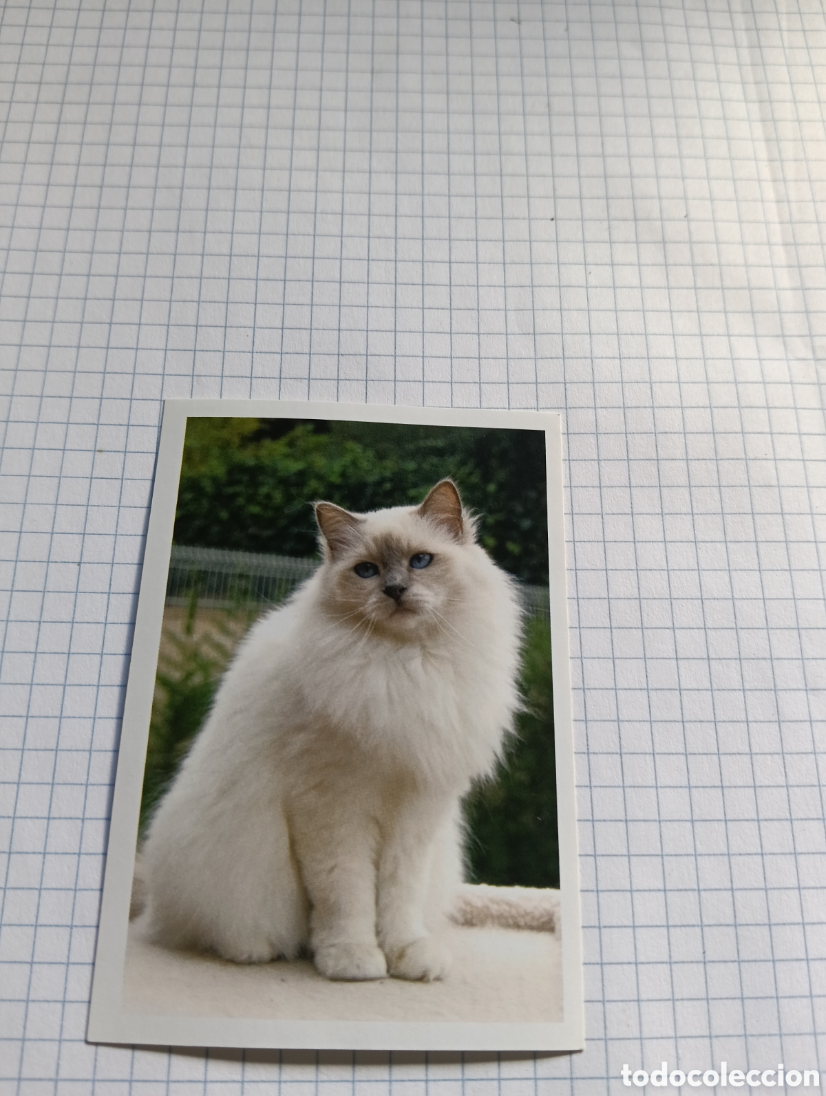 Coleccionismo Cromos antiguos: Cromo Tus mejores amigos Perros y gatos N&deg;87 2013