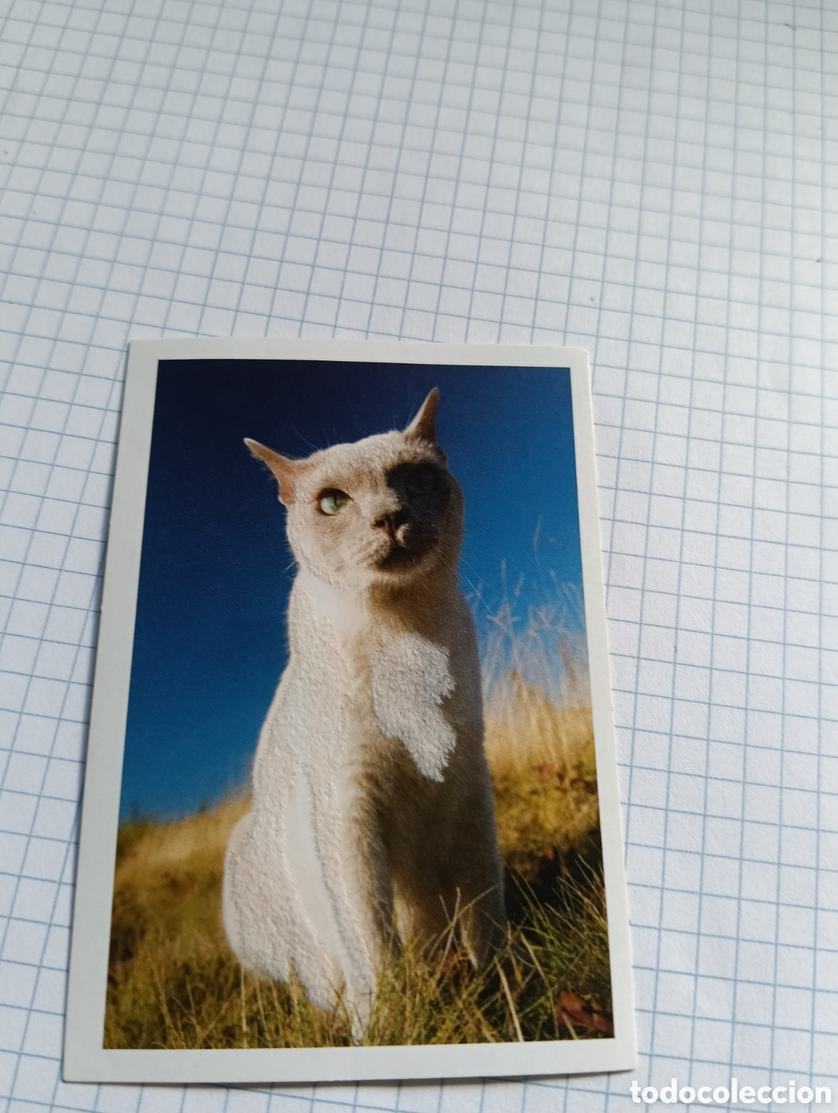 Coleccionismo Cromos antiguos: Cromo Tus mejores amigos Perros y gatos N&deg;67 2013