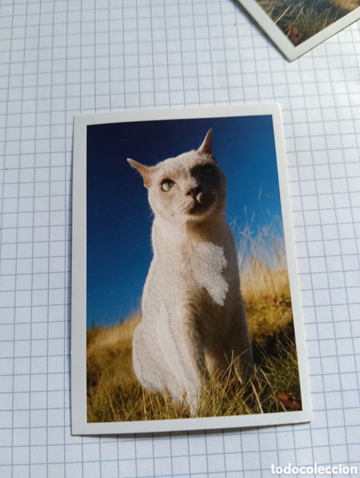 Coleccionismo Cromos antiguos: Cromo Tus mejores amigos Perros y gatos N&deg;67 2013