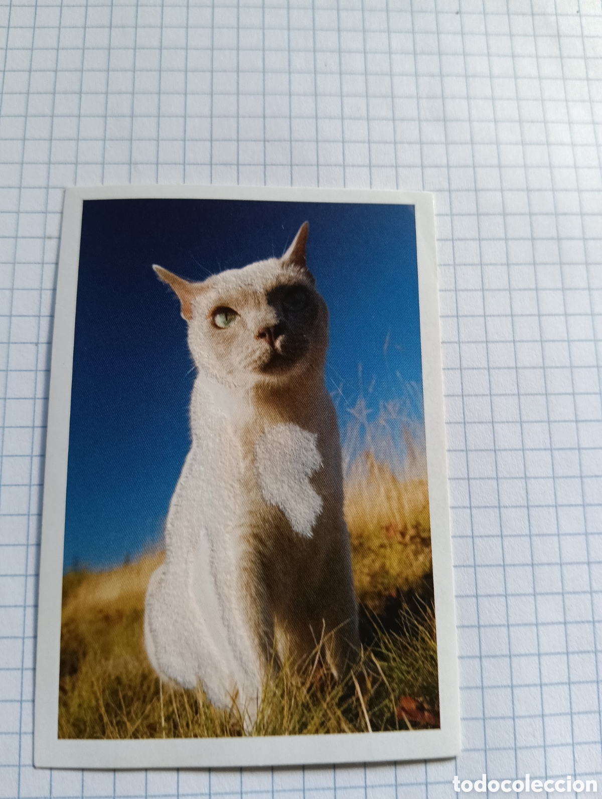 Coleccionismo Cromos antiguos: Cromo Tus mejores amigos Perros y gatos N&deg;67 2013