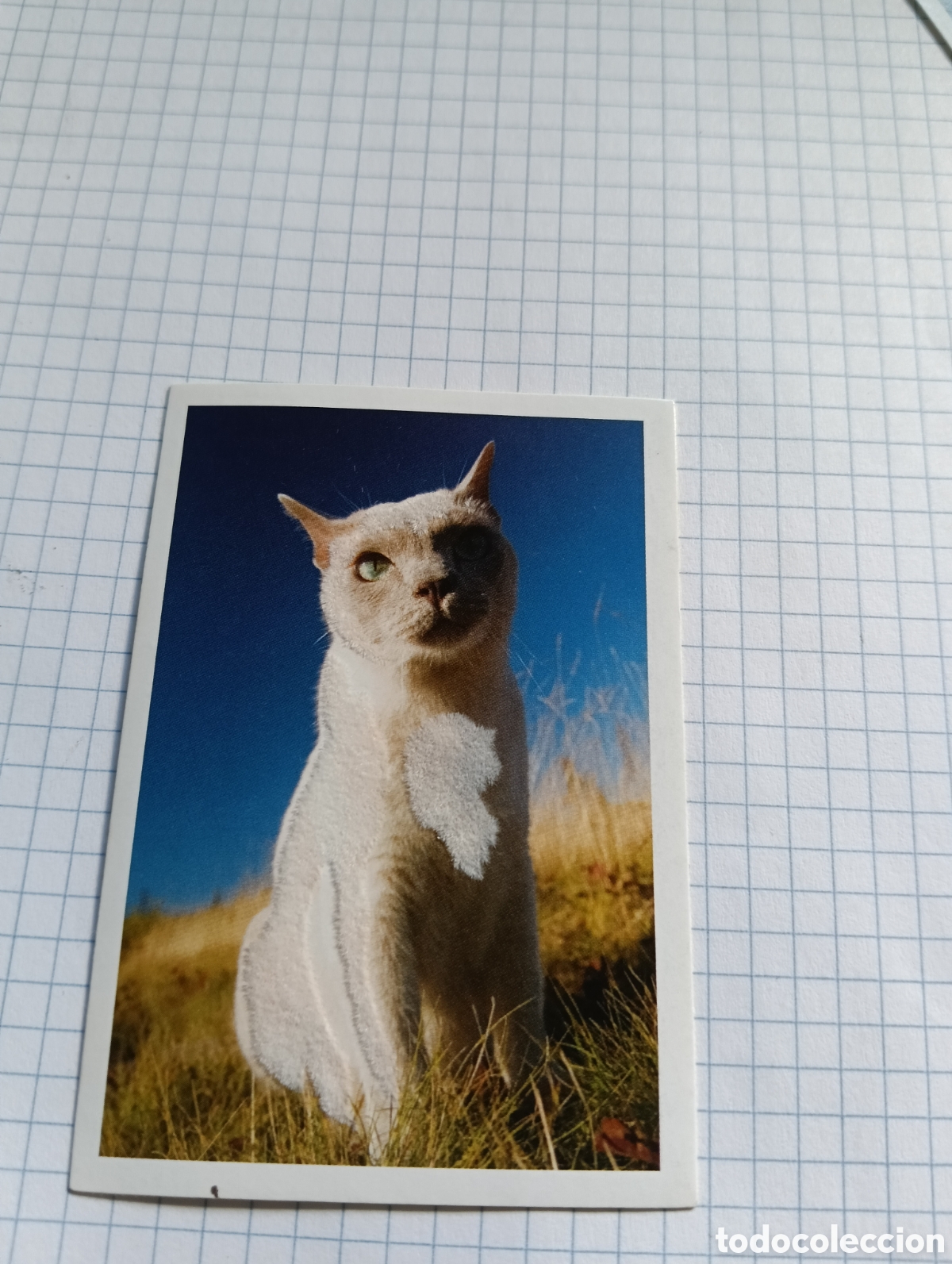 Coleccionismo Cromos antiguos: Cromo Tus mejores amigos Perros y gatos N&deg;67 2013