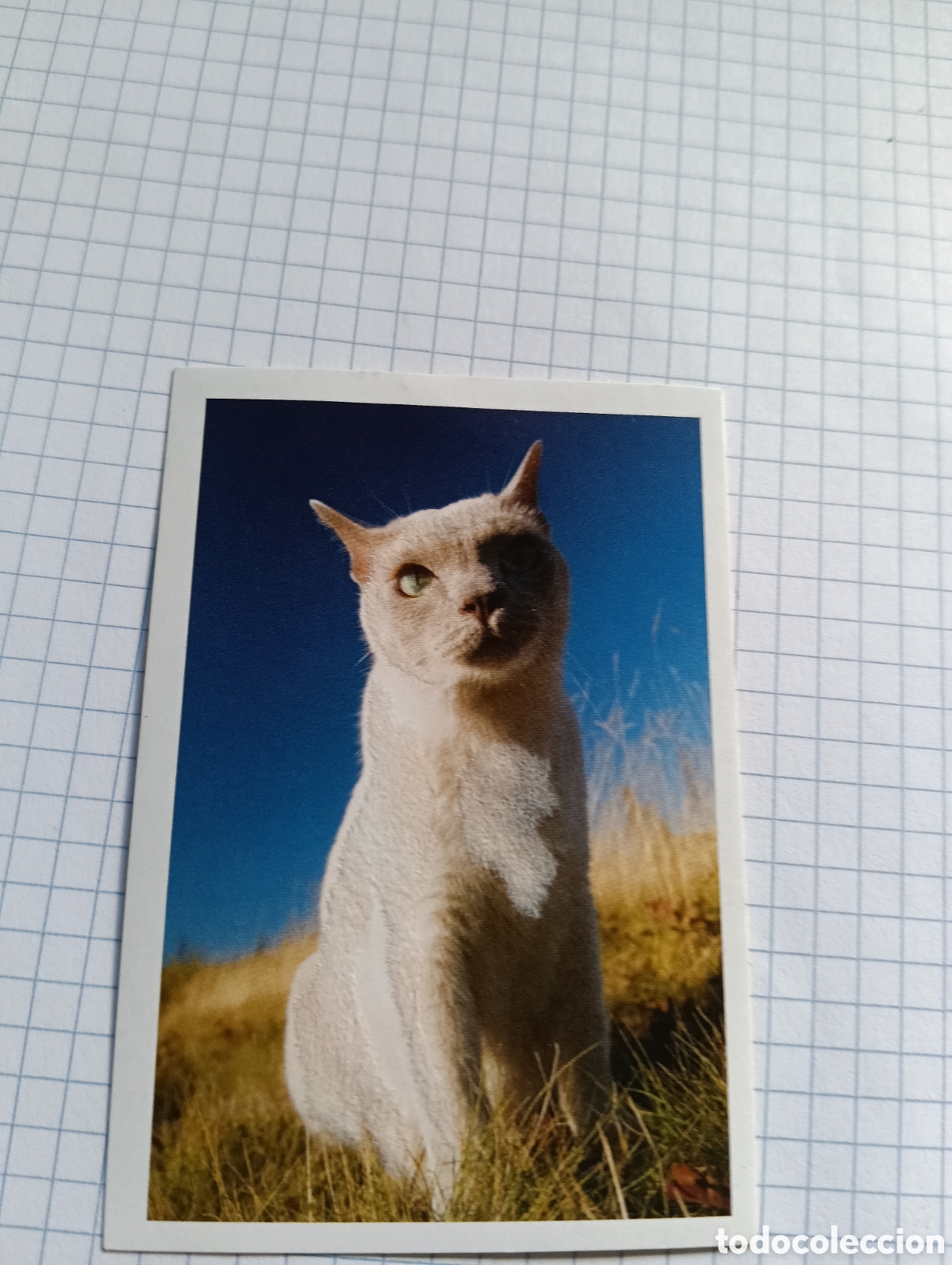 Coleccionismo Cromos antiguos: Cromo Tus mejores amigos Perros y gatos N&deg;67 2013