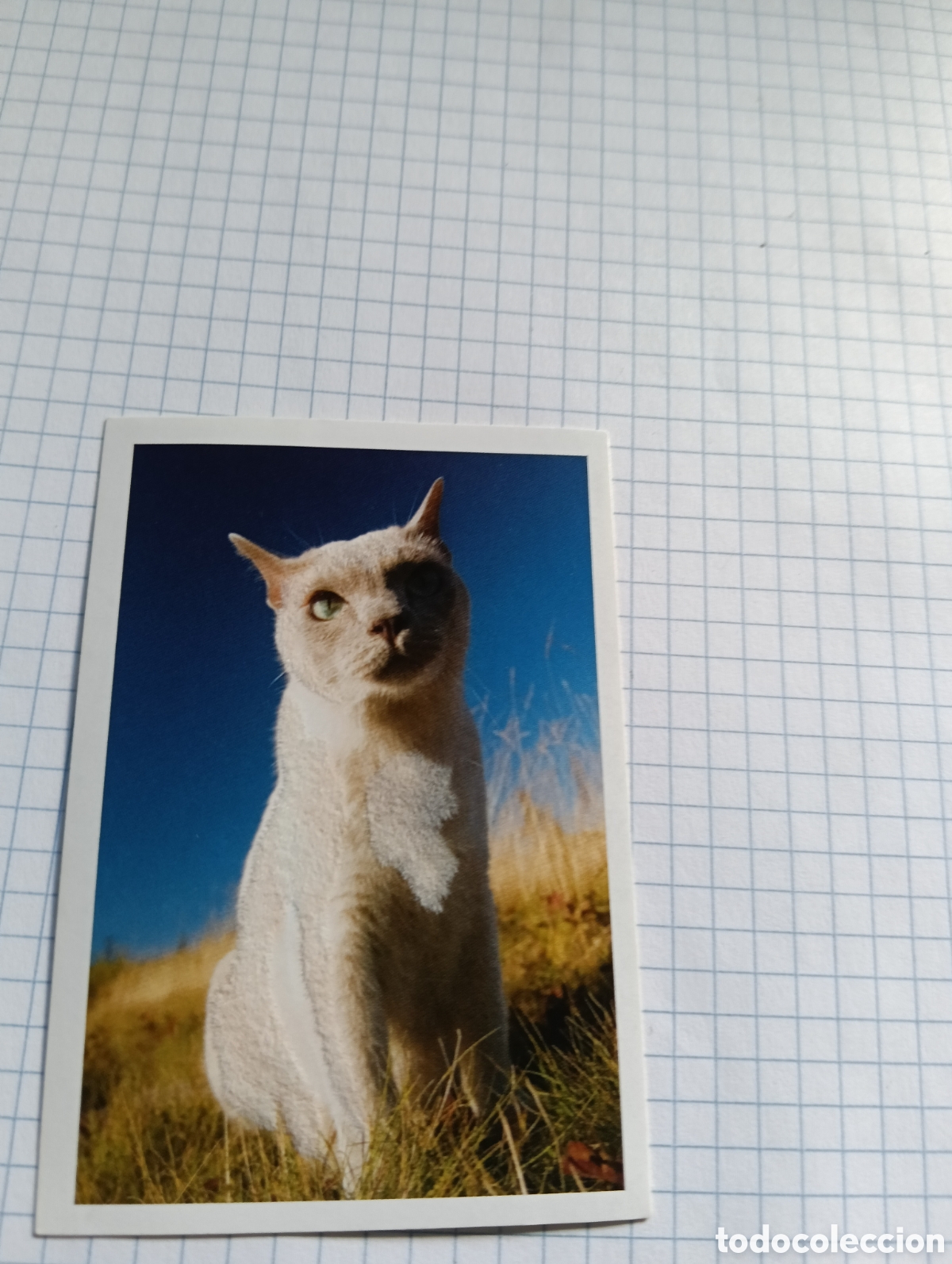 Coleccionismo Cromos antiguos: Cromo Tus mejores amigos Perros y gatos N&deg;67 2013
