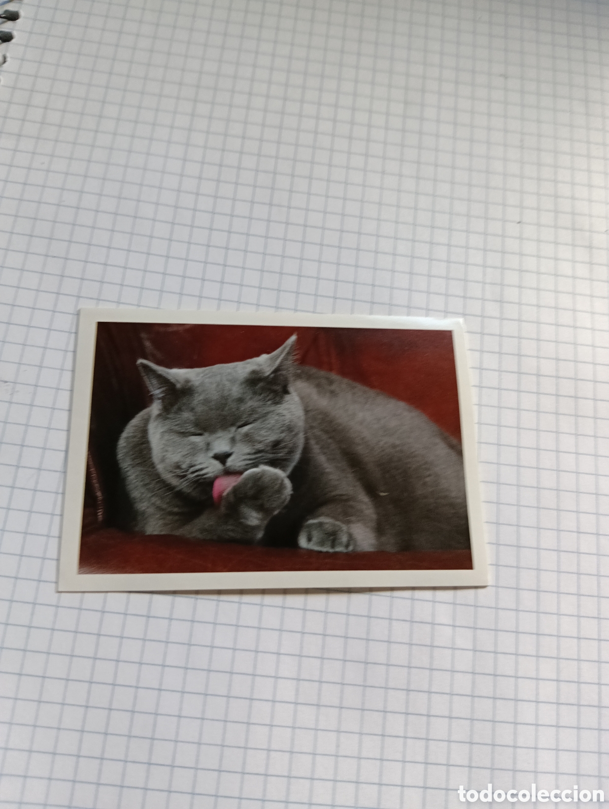 Coleccionismo Cromos antiguos: Cromo Tus mejores amigos Perros y gatos N&deg;183 2013