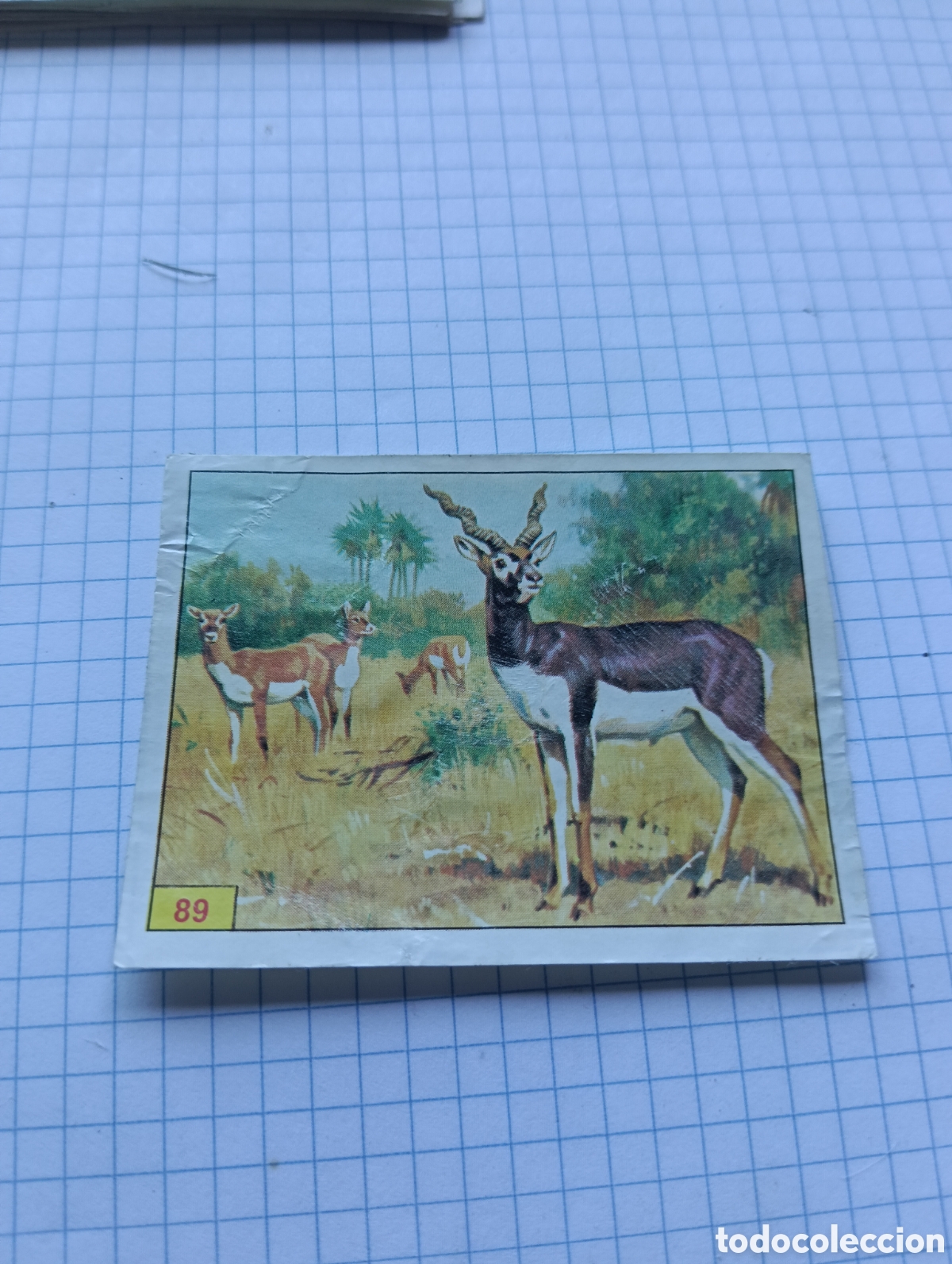 Coleccionismo Cromos antiguos: Cromo 89 Mam&iacute;feros 1984 Panini Recuperado