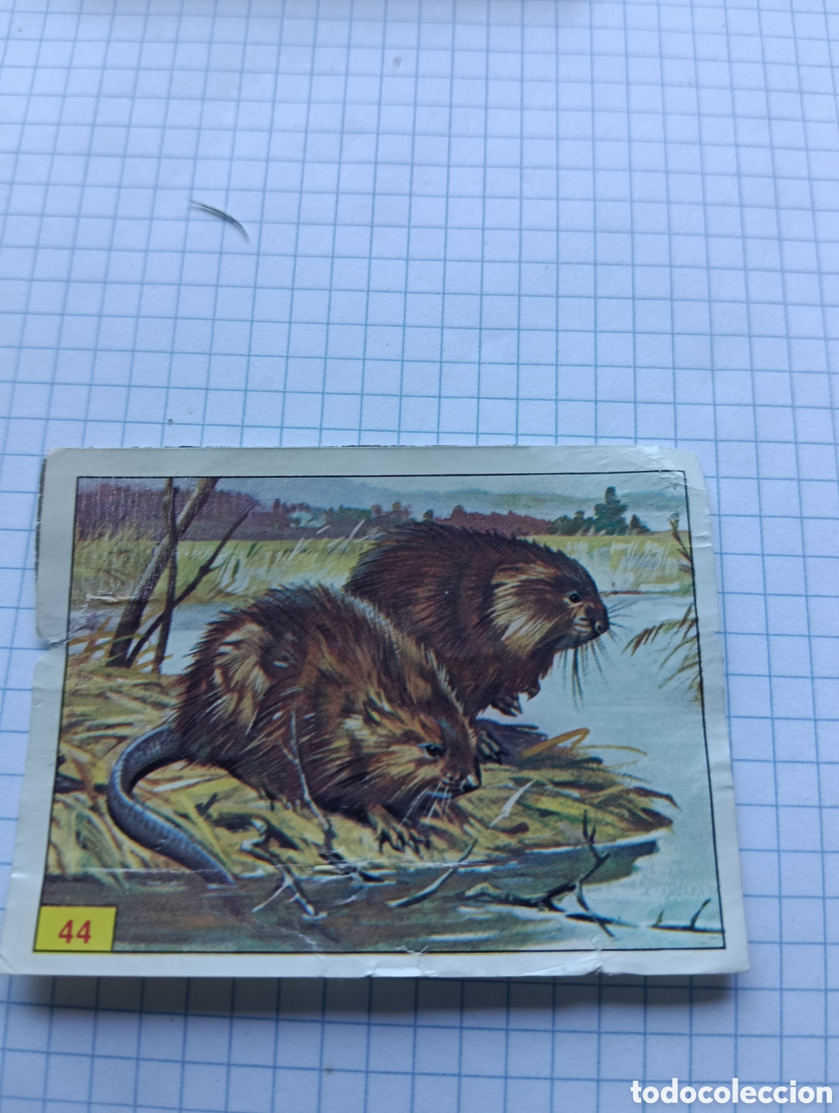 Coleccionismo Cromos antiguos: Cromo 44 Mam&iacute;feros 1984 Panini Recuperado