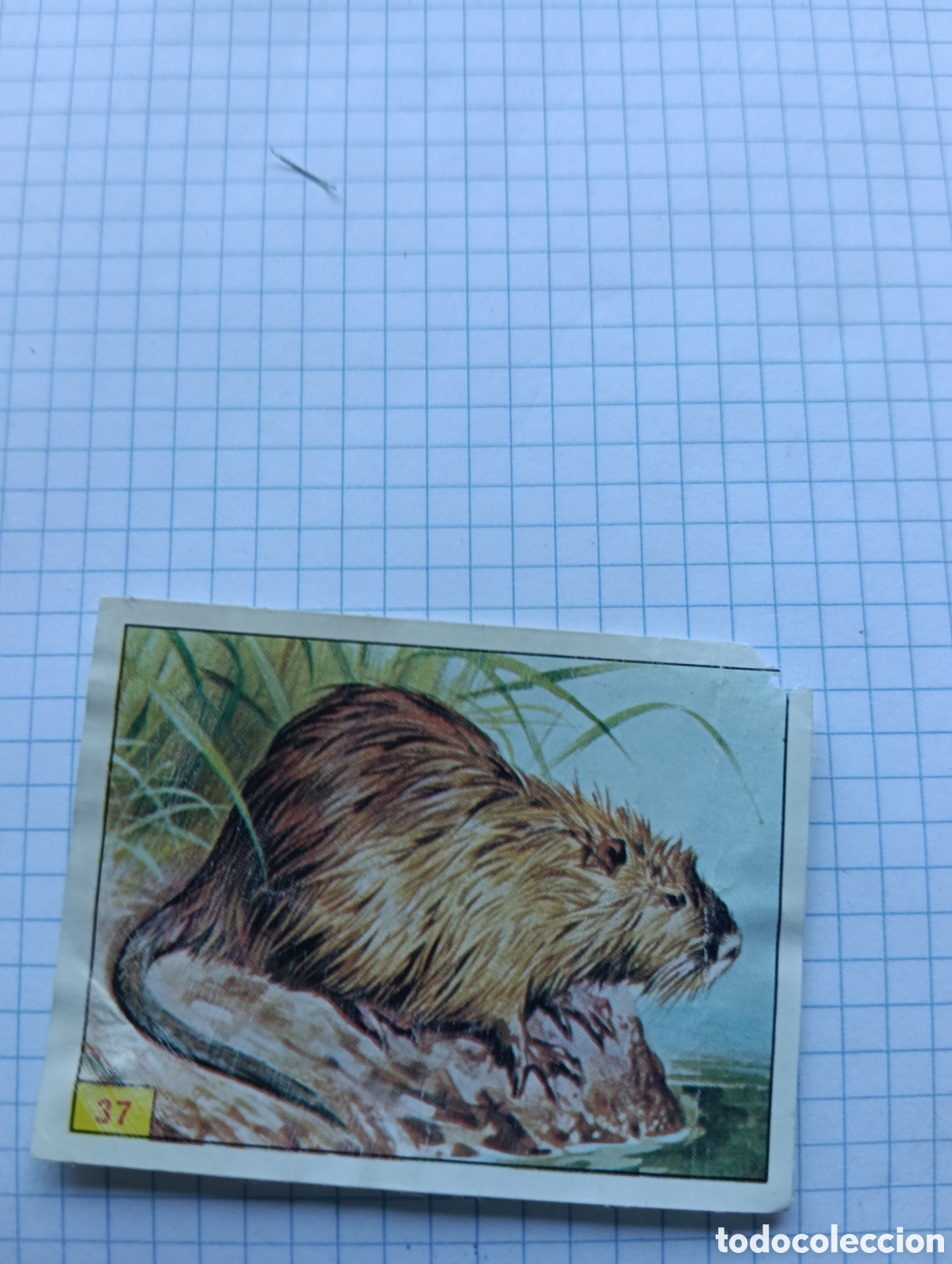 Coleccionismo Cromos antiguos: Cromo 37 Mam&iacute;feros 1984 Panini Recuperado