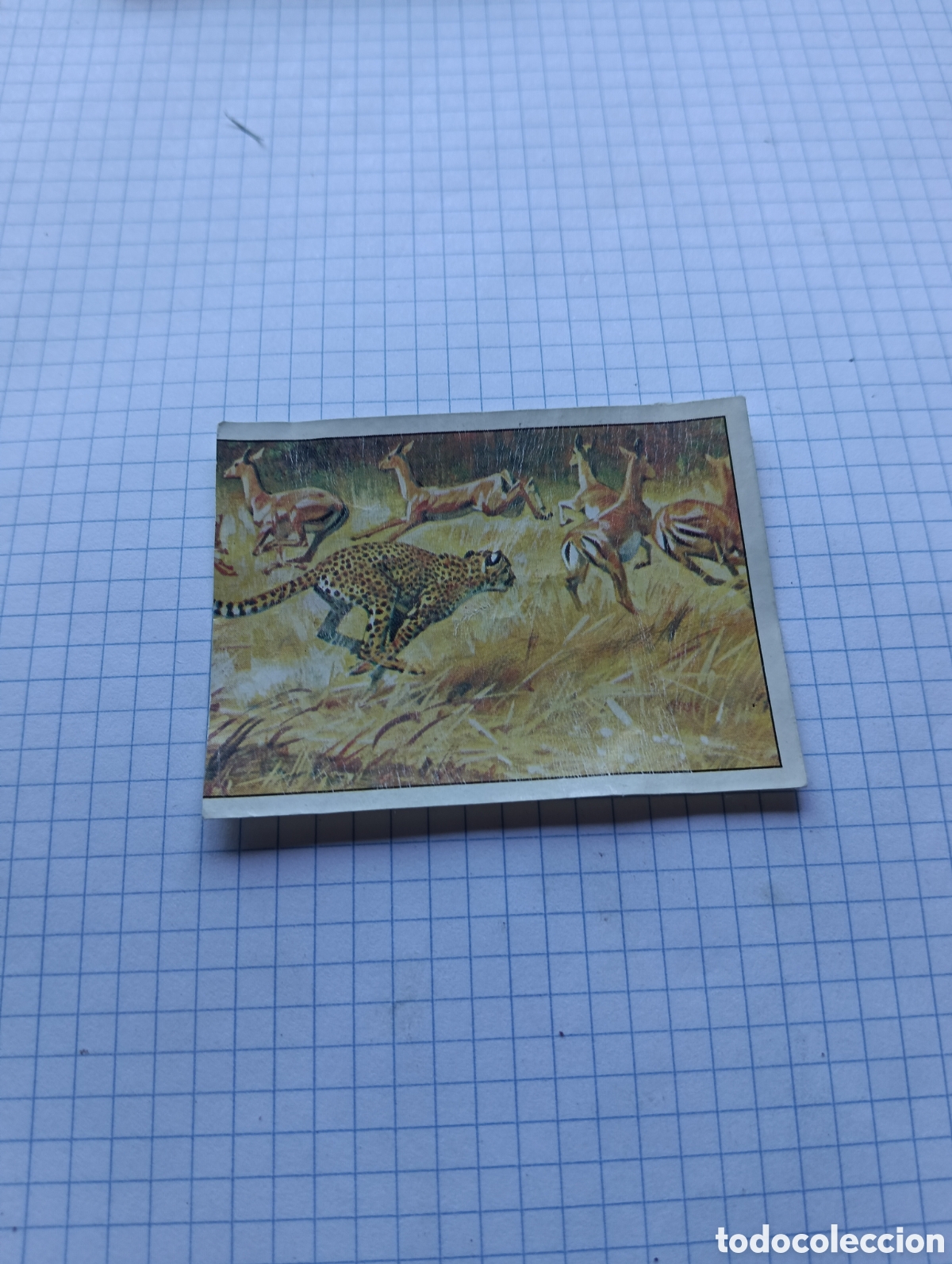 Collectionnisme Cartes &agrave; collectionner anciennes: Cromo 127 Mam&iacute;feros 1984 Panini Recuperado