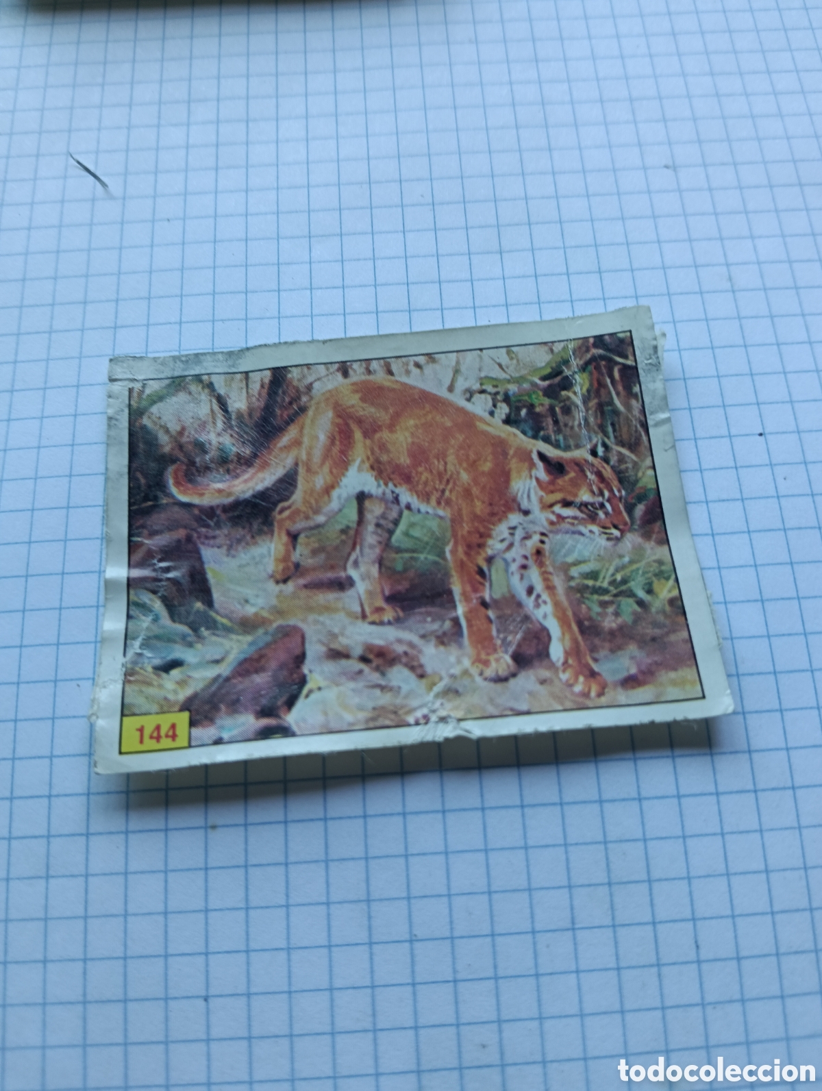 Collezionismo Figurine antiche: Cromo 144 Mam&iacute;feros 1984 Panini Recuperado