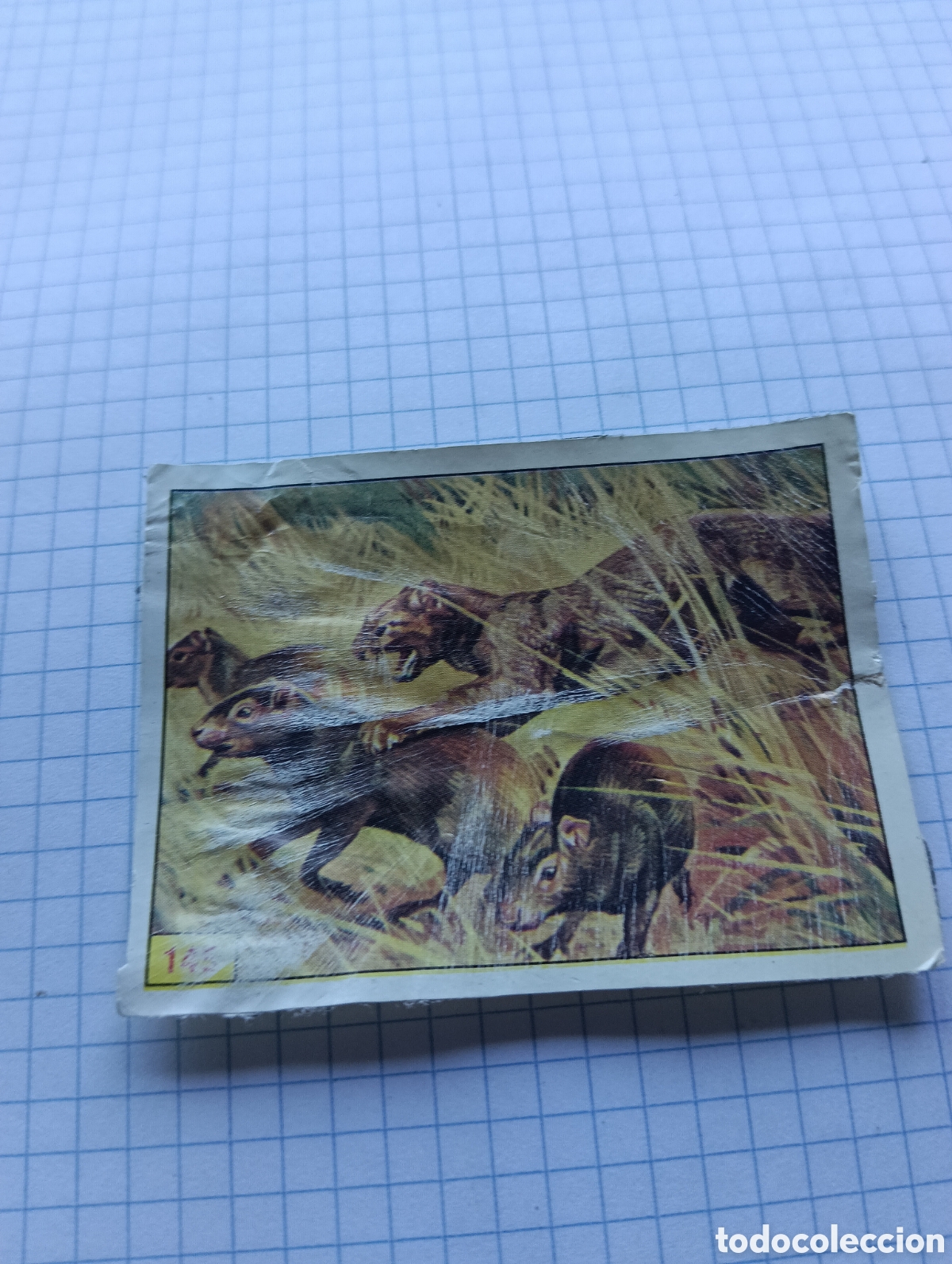 Collezionismo Figurine antiche: Cromo 145 Mam&iacute;feros 1984 Panini Recuperado