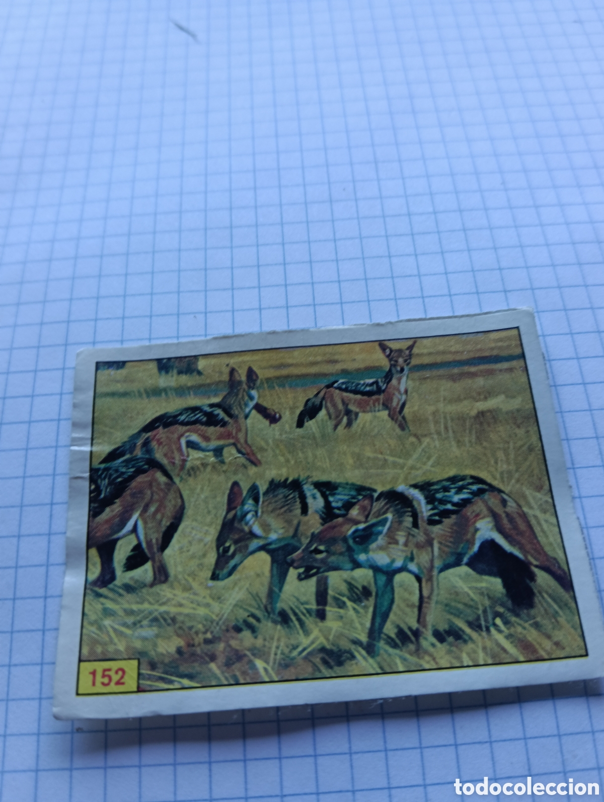 Collezionismo Figurine antiche: Cromo 152 Mam&iacute;feros 1984 Panini Recuperado
