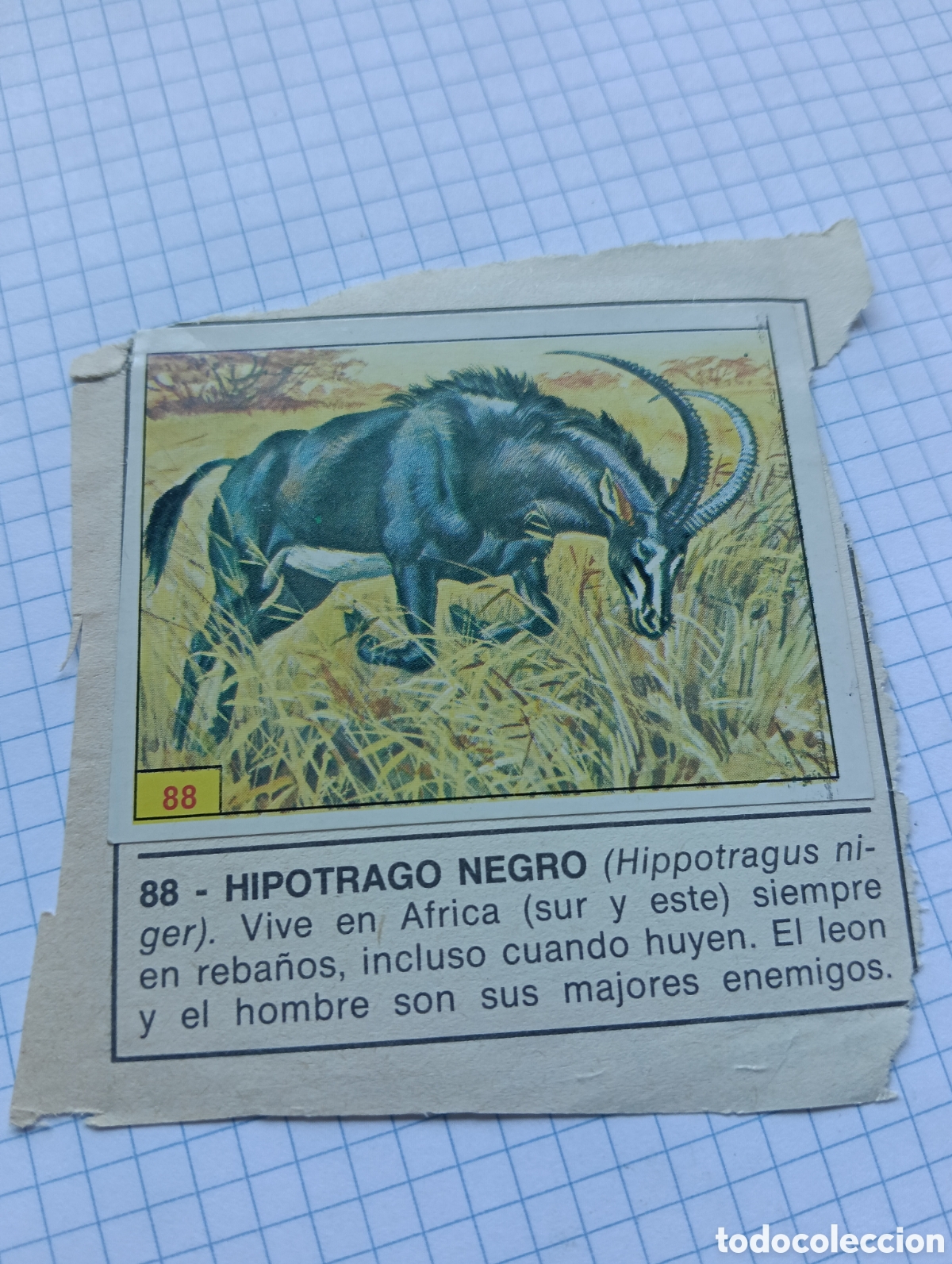 Coleccionismo Cromos antiguos: Cromo 88 y 100 Mam&iacute;feros 1984 Panini Recuperados