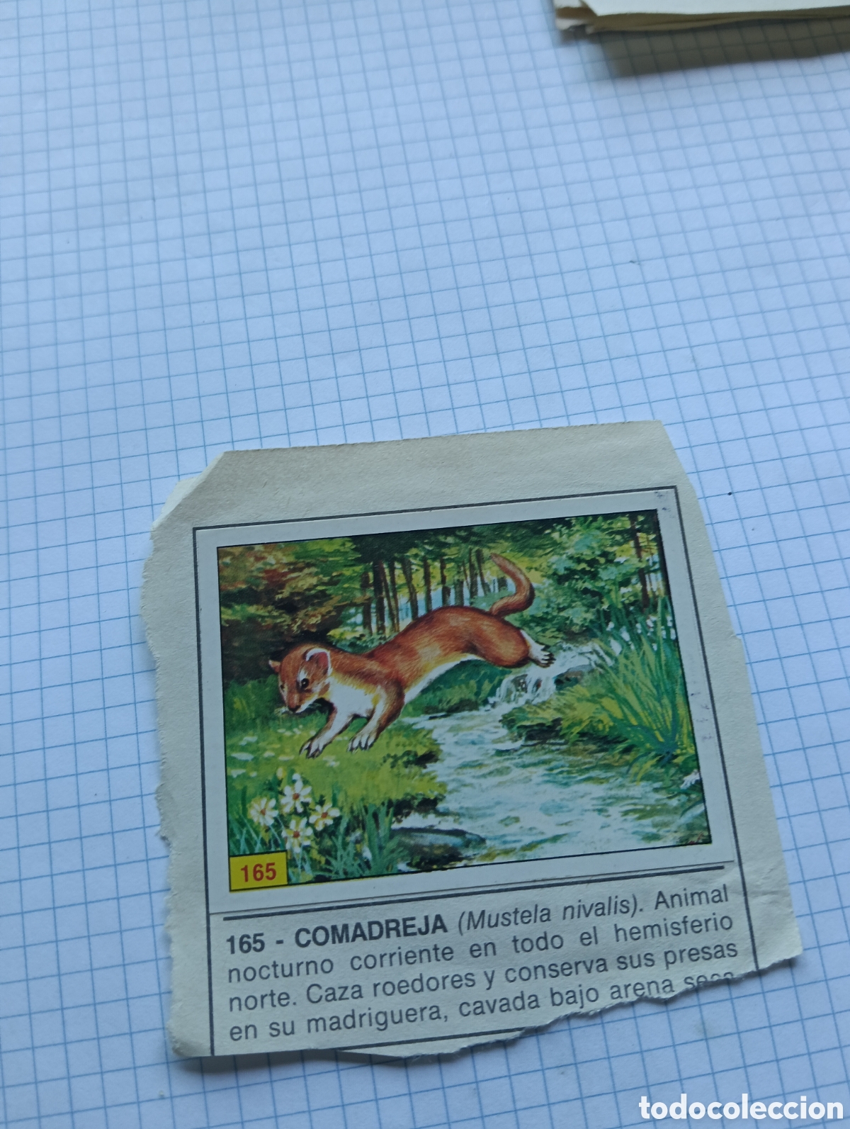 Collectable Antique Stickers: Cromo 165 y 174 Mam&iacute;feros 1984 Panini Recuperado