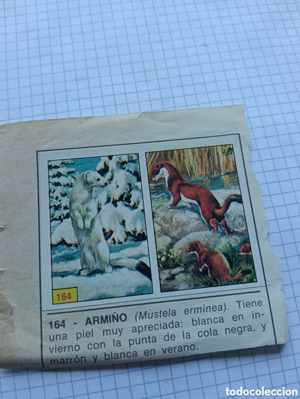 Collectable Antique Stickers: Cromos 164 y 175 Mam&iacute;feros 1984 Panini Recuperado