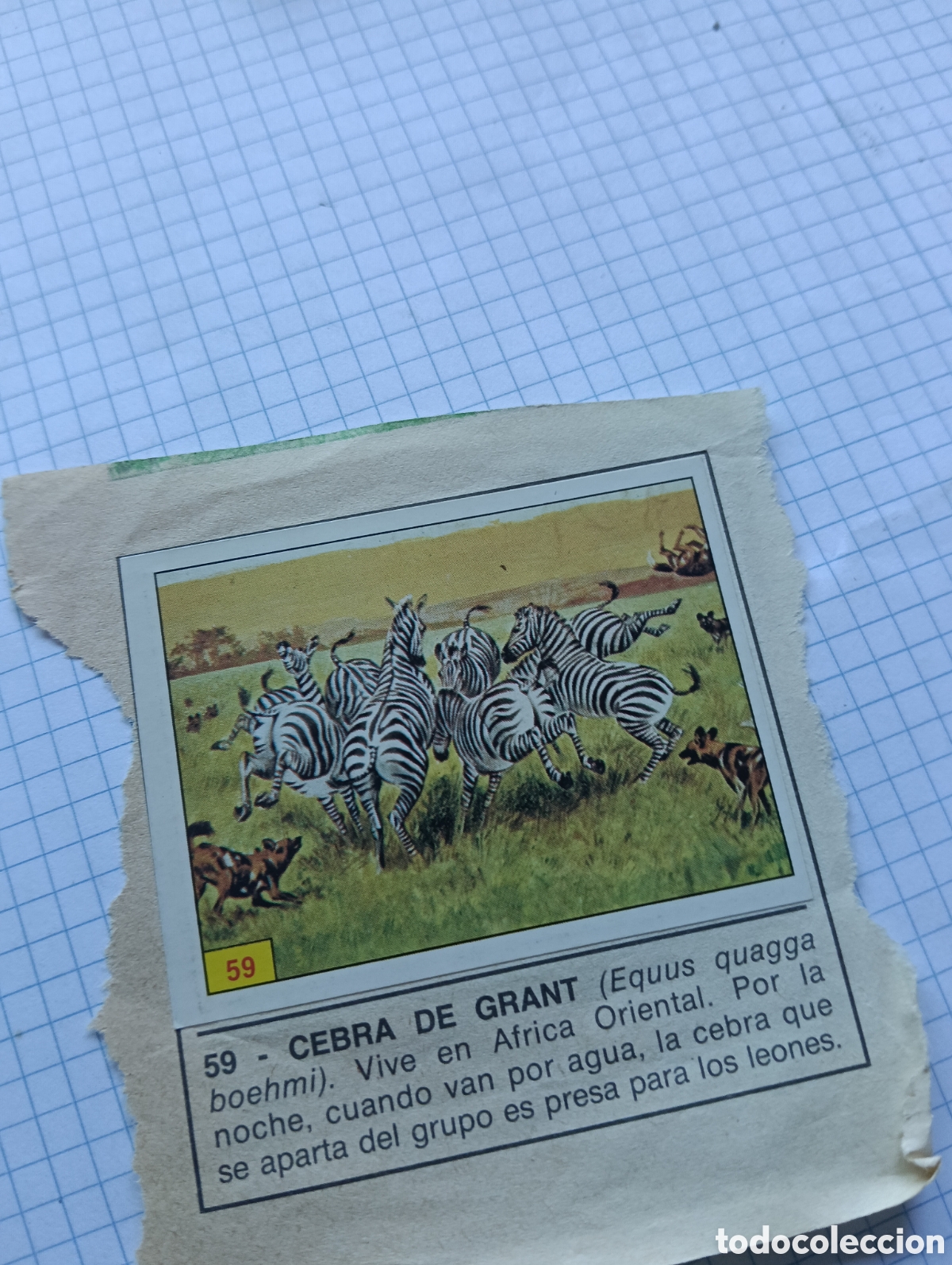 Collezionismo Figurine antiche: Cromo 59 y 67 Mam&iacute;feros 1984 Panini Recuperado