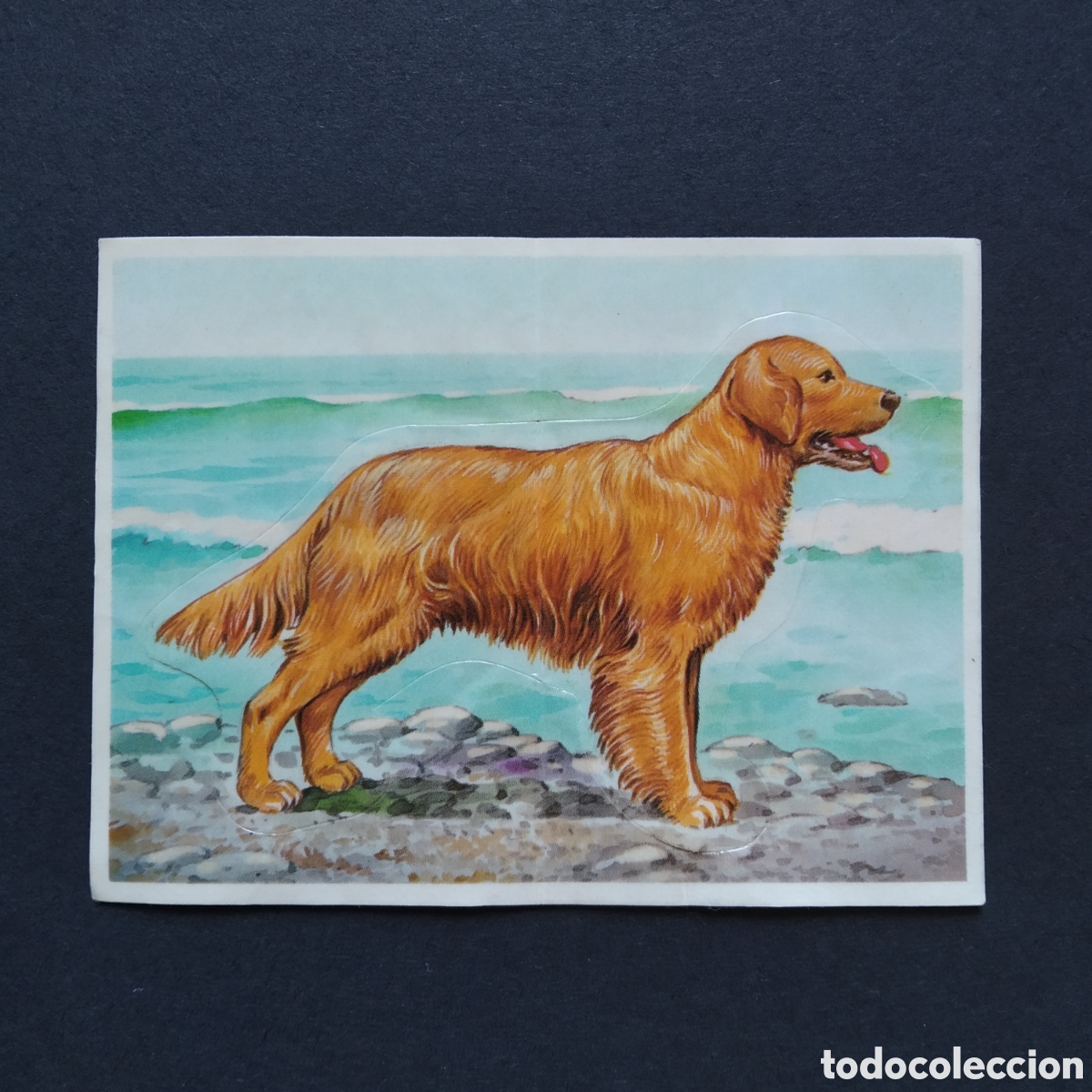 Coleccionismo Cromos antiguos: CROMO - N&deg; 10 - GOLDEN RETRIEVER - TU MEJOR AMIGO - A&Ntilde;O 1994 - BOLLYCAO