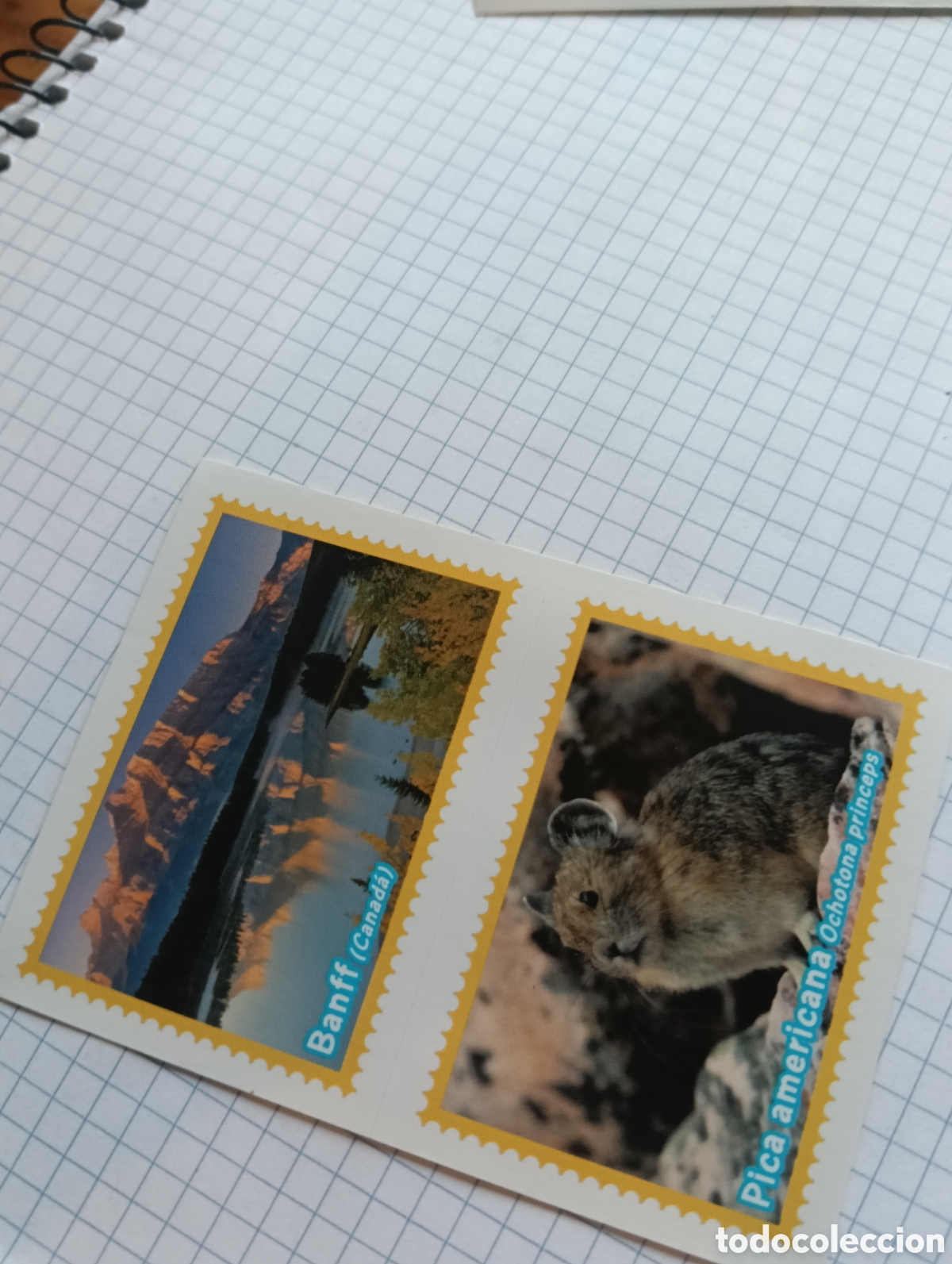 Coleccionismo Cromos antiguos: Cromo 505A-B El gran Album del mundo animal 2013 panini