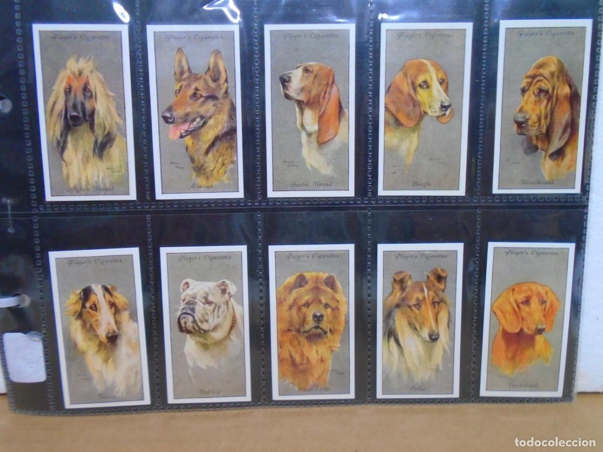 Coleccionismo Cromos antiguos: DOG&acute;S HEADS 19 40.SERIE COMPLETA DE 50 CROMOS.JOHN PLAYER&SONS.REEDICION 1993.