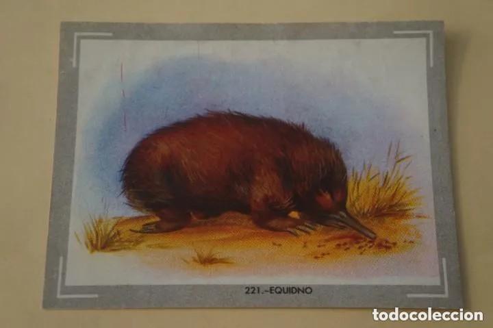 Collectable Antique Stickers: Cromo n.221 Vida y color 1965 - sin pegar