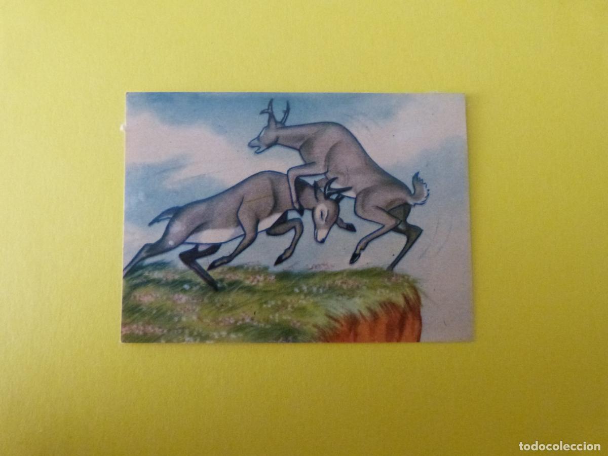 Coleccionismo Cromos antiguos: CROMO PAPEL BAMBI DESPEGADO N&ordm; 167 A&Ntilde;O 1961 ALBUM BAMBI FHER
